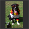 cool dog